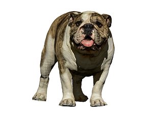 English Bulldod 03 - male standing 02