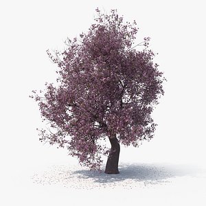 blossom tree 04 3D model
