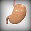 Human Stomach