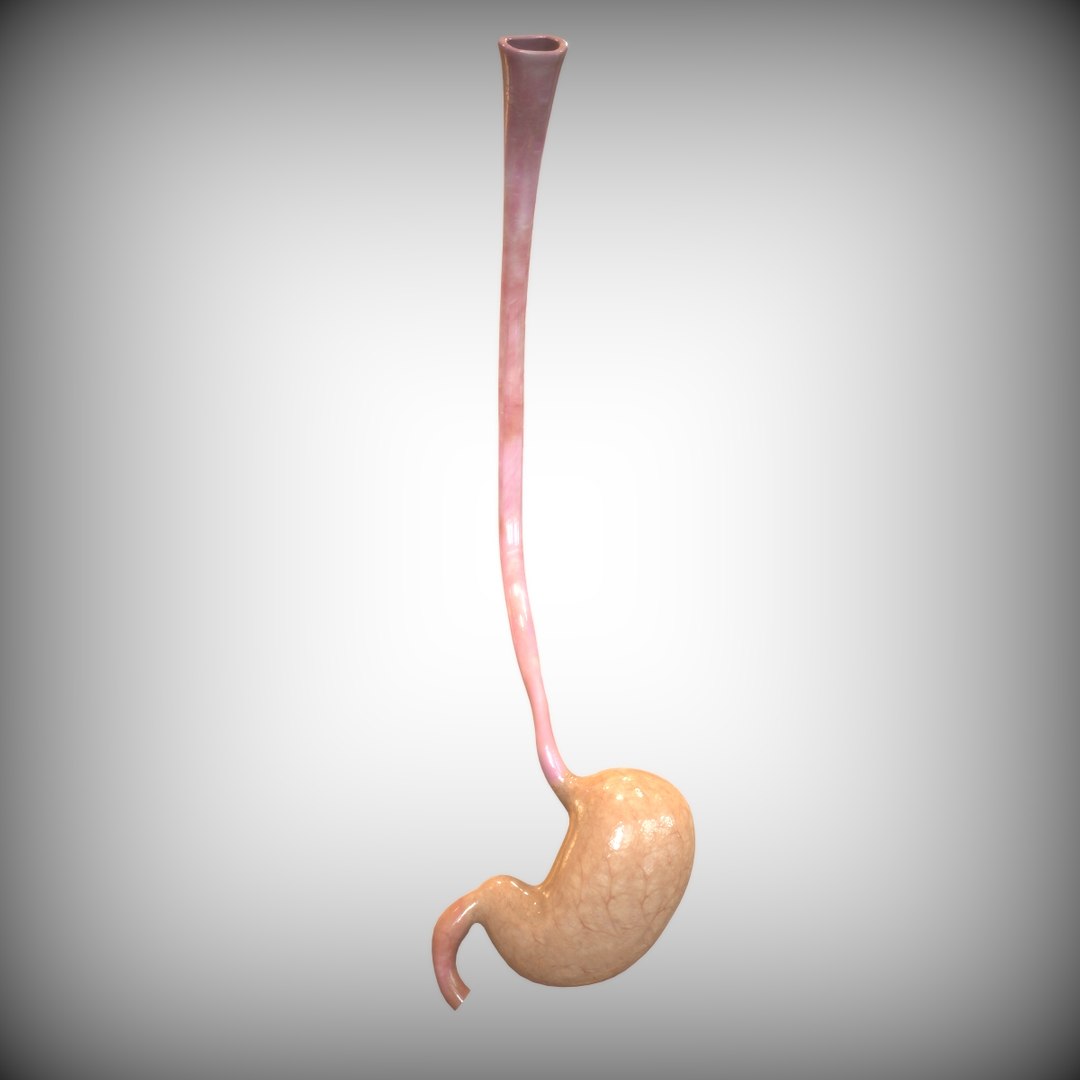 human stomach 3D model https://p.turbosquid.com/ts-thumb/H5/d7UjMt/6icWXfoE/full_view/jpg/1583887818/1920x1080/fit_q87/e3775eb45ae5ae9ff94f8961f1f1c5298a3ebfe2/full_view.jpg