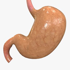 Human Stomach