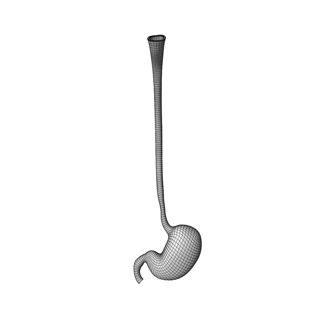 human stomach 3D model https://p.turbosquid.com/ts-thumb/H5/d7UjMt/lJgxMd4p/wire1/jpg/1583887818/1920x1080/fit_q87/3bc31021184f1e059916484dfcb945fd718934ca/wire1.jpg