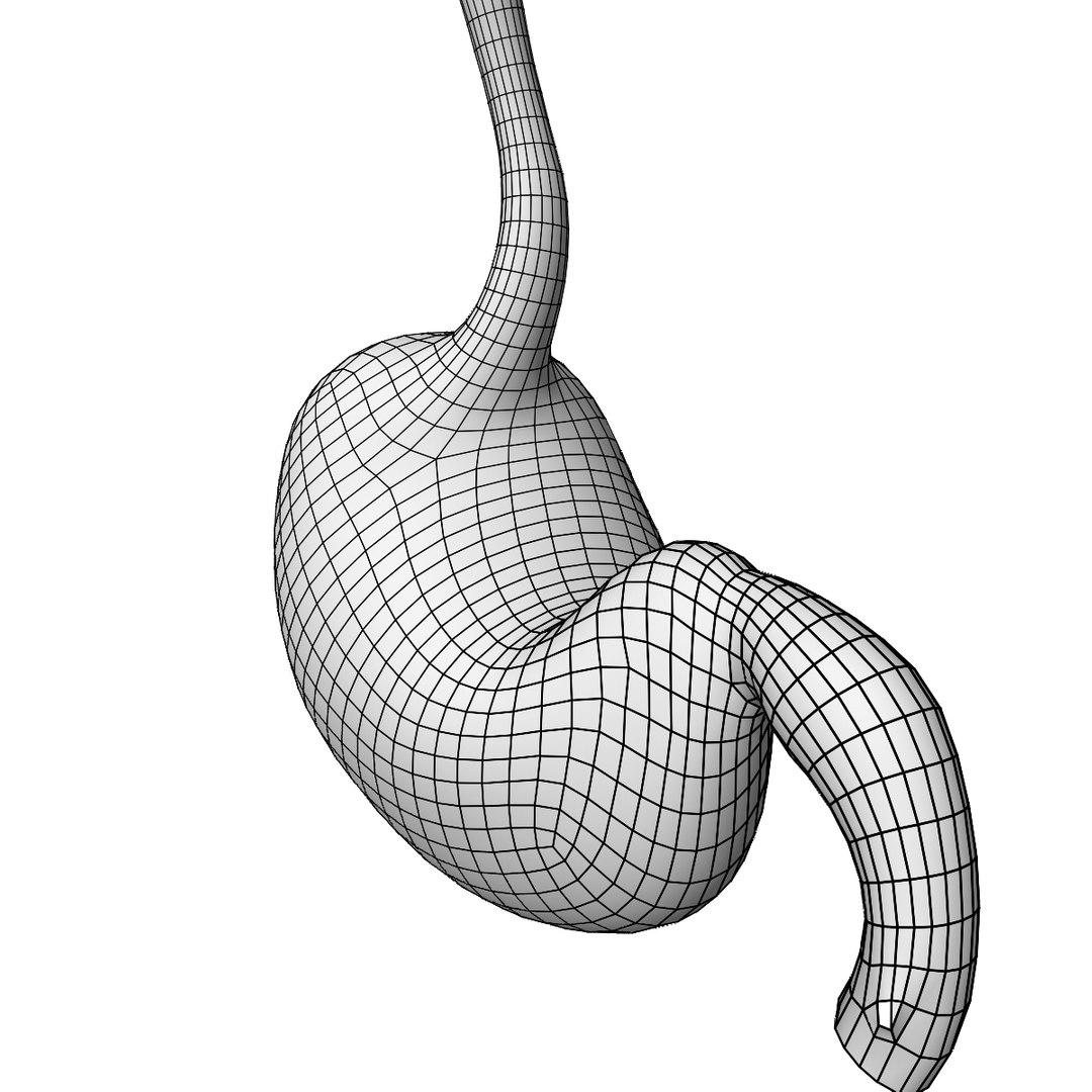 human stomach 3D model https://p.turbosquid.com/ts-thumb/H5/d7UjMt/rgSiSOxn/wire3/jpg/1583887818/1920x1080/fit_q87/dc47bf1c386eeee5266b9767619482511c366793/wire3.jpg