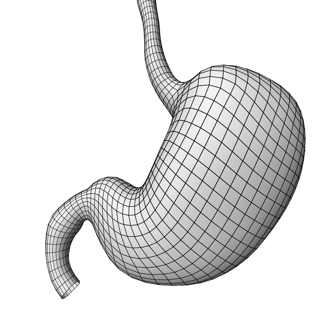 human stomach 3D model https://p.turbosquid.com/ts-thumb/H5/d7UjMt/wLlEXeDV/wire2/jpg/1583887818/1920x1080/fit_q87/9ed34de6bde287196c2ab9dbdfbb3958c7ae2f90/wire2.jpg