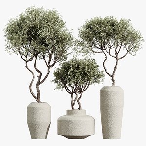 AV HousePlants Mission Kalamata Leccino Arbequina Wilsonii Chemlali Olive