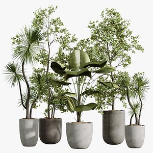AV Indoor Plants Set 268 Licuala Palm and Yucca Aloifolia Rostrata and Mission Olive