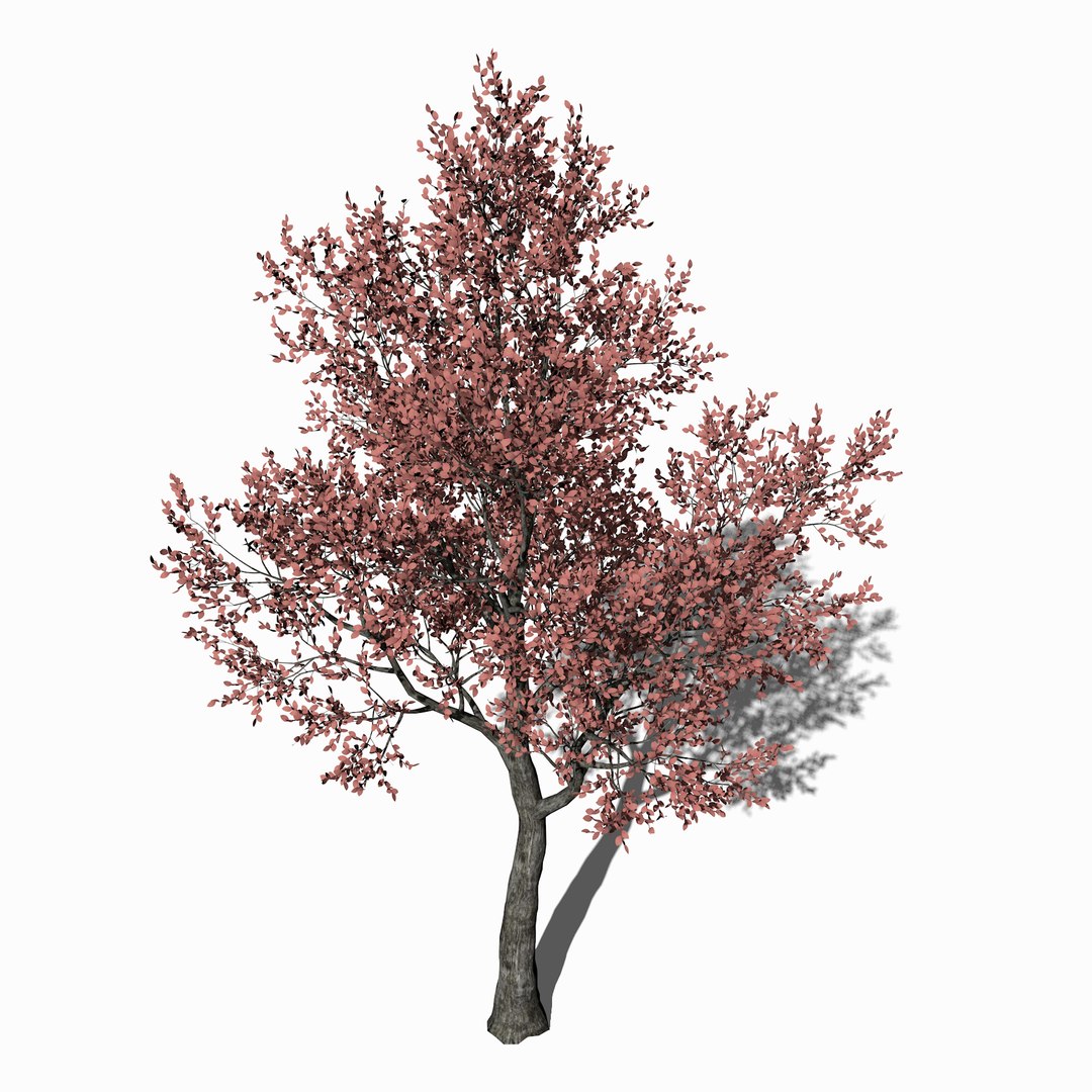 3D pink leaf tree https://p.turbosquid.com/ts-thumb/H5/r1iquF/HKiNYlYe/pinkleaftree1/png/1529911617/1920x1080/fit_q87/f43a2e31434c8352642df3ded2ab6aba332ba6a3/pinkleaftree1.jpg