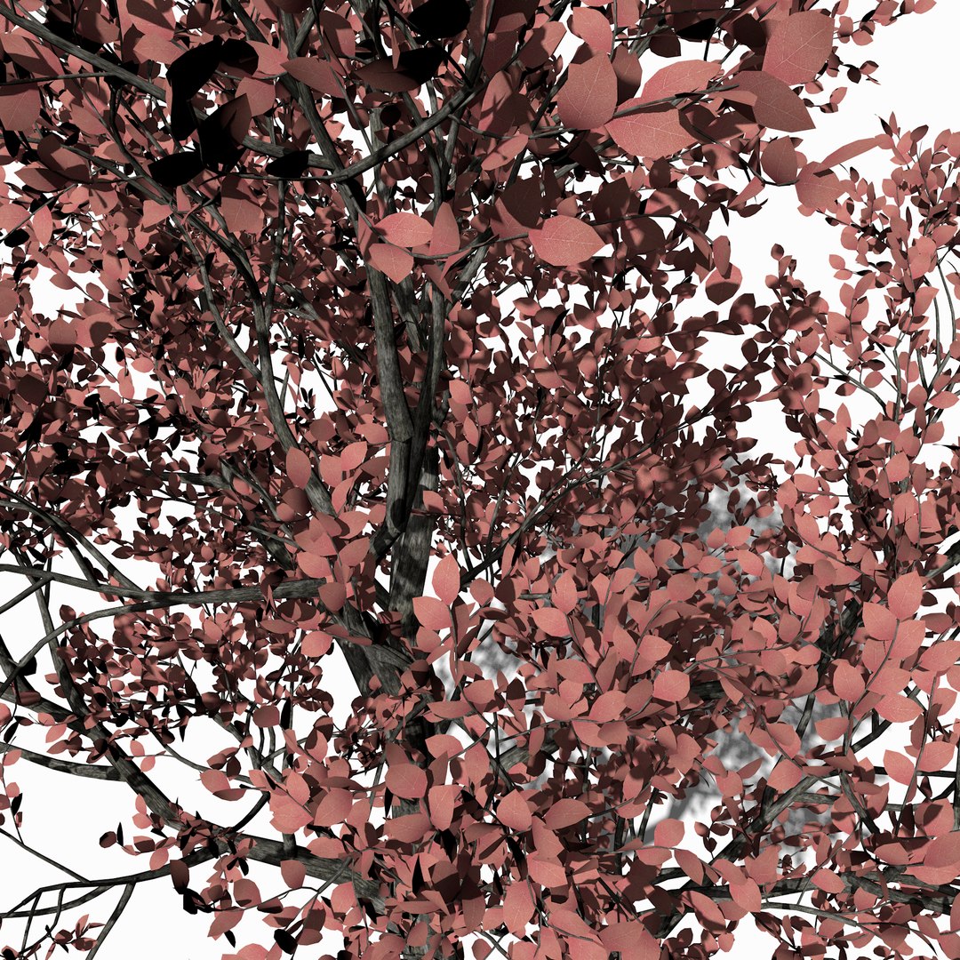 3D pink leaf tree https://p.turbosquid.com/ts-thumb/H5/r1iquF/O5adJEHM/pinkleaftree3/png/1529911618/1920x1080/fit_q87/3099492fd90c62b9471d52a747d2b238bfca0990/pinkleaftree3.jpg