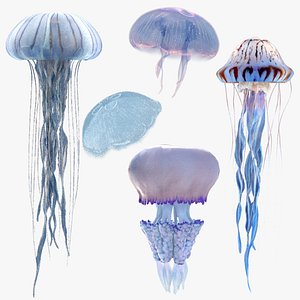 Jellyfish Pack 5 3D