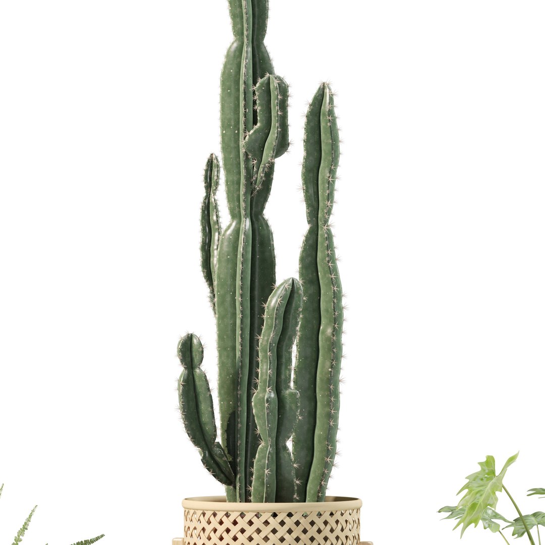 3D Plants Collection 219 - Fern Ficus Cactus Philodendron Ficus Model ...