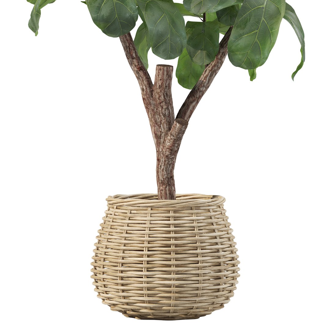 3D Plants Collection 219 - Fern Ficus Cactus Philodendron Ficus Model ...