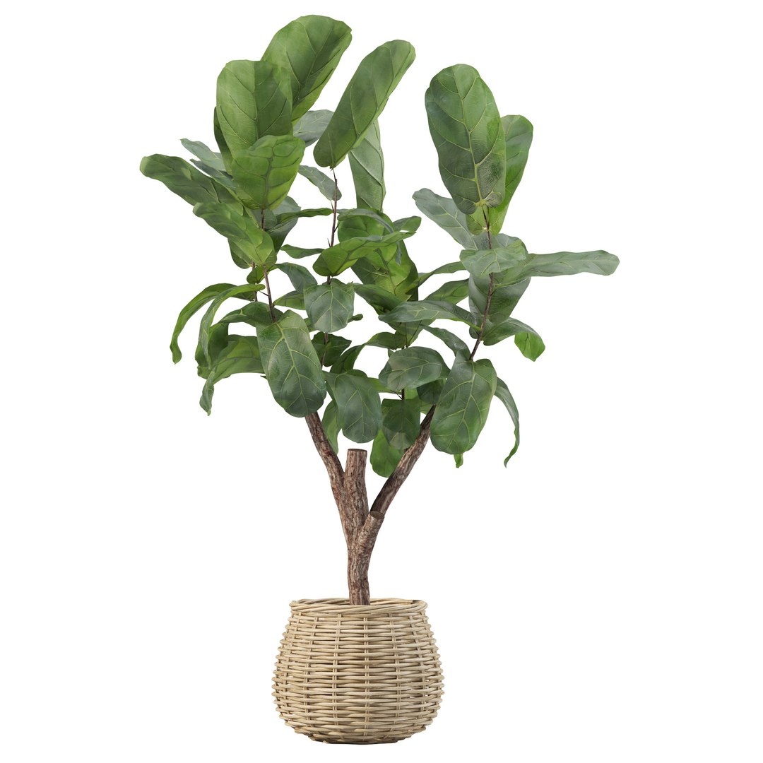 3D Plants Collection 219 - Fern Ficus Cactus Philodendron Ficus Model ...