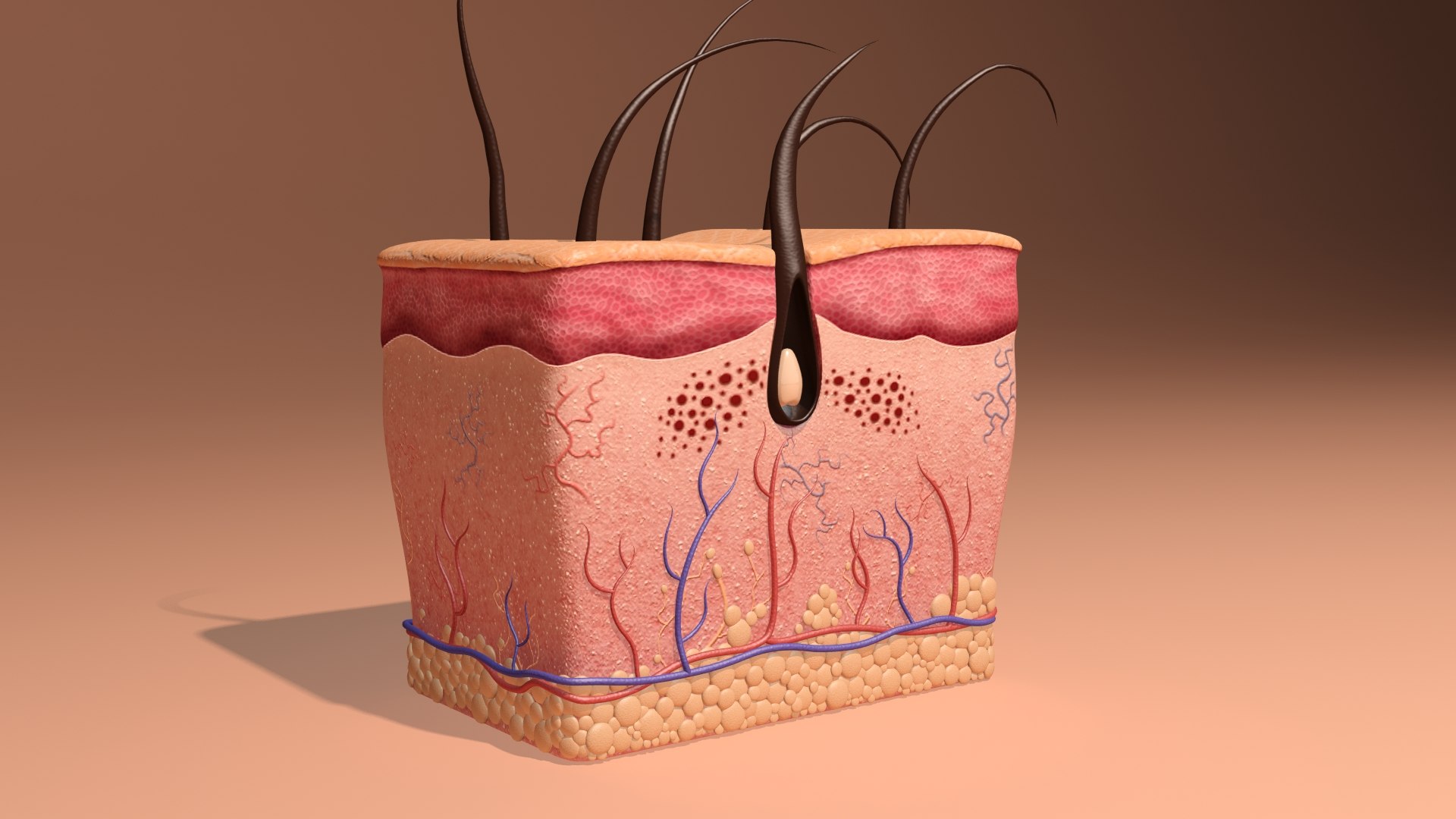 max skin anatomy