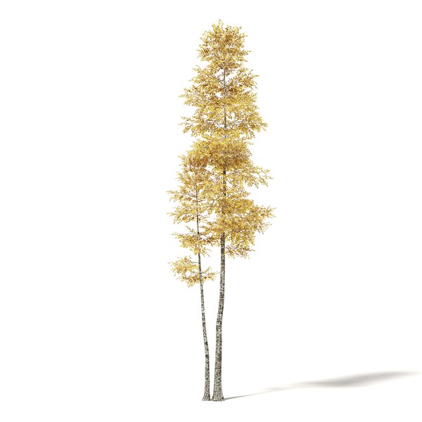 silver birch 11m 3D model