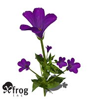 XfrogPlants Lisianthus