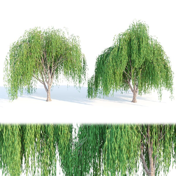 3D willow trees collection vol 40