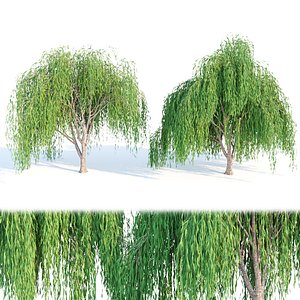 willow trees collection vol 40-3dmodel