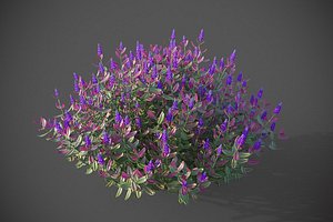 3D XfrogPlants Hebe Purple Queen