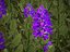 XfrogPlants Hebe Purple Queen