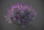 XfrogPlants Hebe Purple Queen