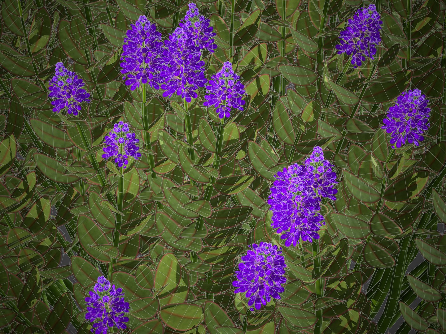 3D XfrogPlants Hebe Purple Queen https://p.turbosquid.com/ts-thumb/H6/gSeVrW/yP/screenshot028/jpg/1620943105/1920x1080/fit_q87/ea9be57d64ccc66f963908e104f2e744b454596a/screenshot028.jpg