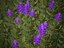 XfrogPlants Hebe Purple Queen