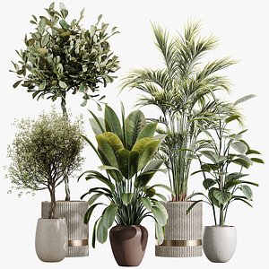 AV Indoor Plants Set 436 Ficus lyrata Areca Cat Reed Palm Ficus Elastica Olive tree Ficus macrocarpa model