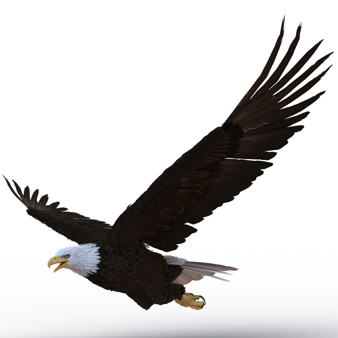Bald Eagle Pose 4 3D model preview