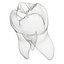 Primer molar superior