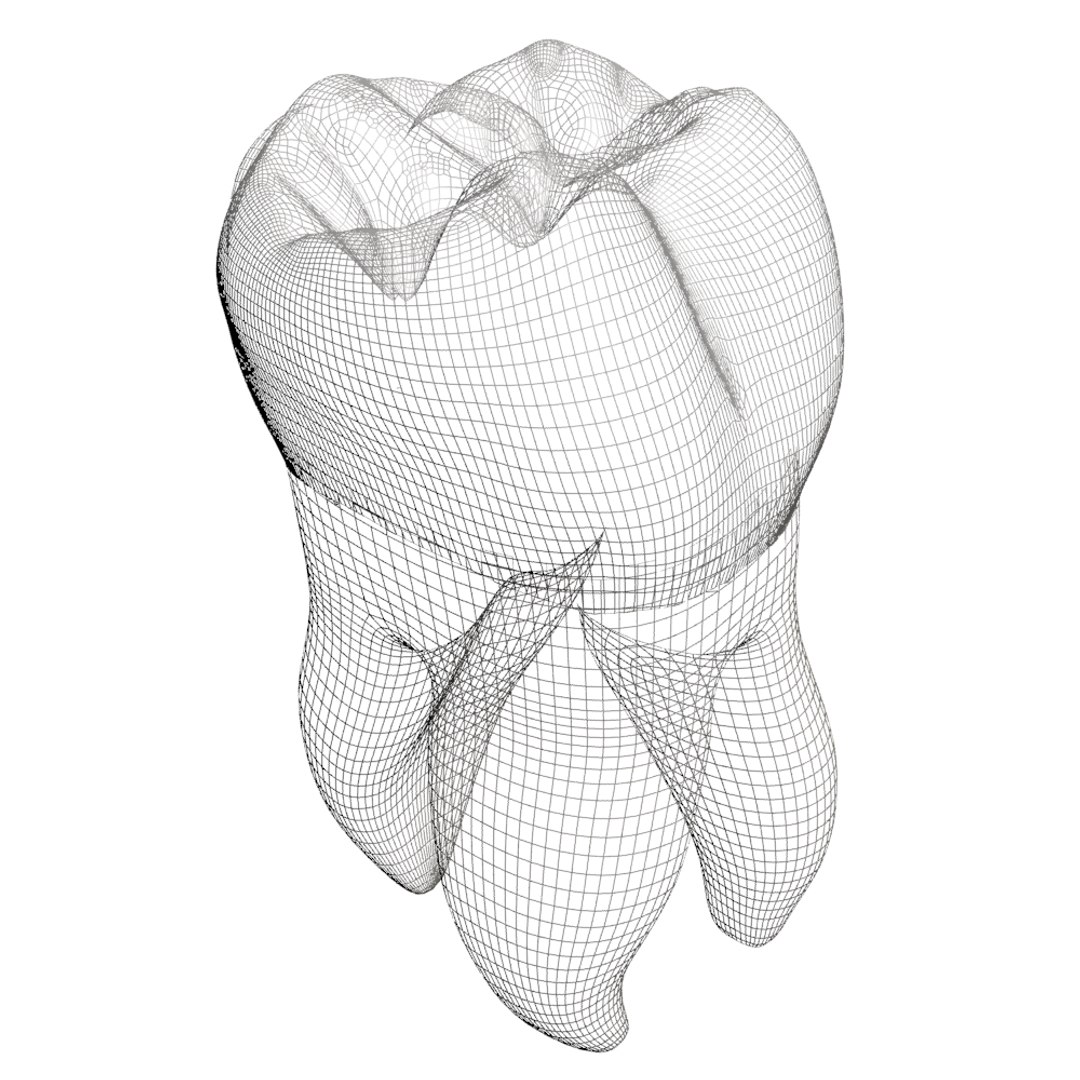 3d model of molar https://p.turbosquid.com/ts-thumb/H7/CPWtbJ/72z2rqaK/164/jpg/1444404977/1920x1080/fit_q87/4347887fdf3d863e5c612917f73960ecf8dc9d3b/164.jpg