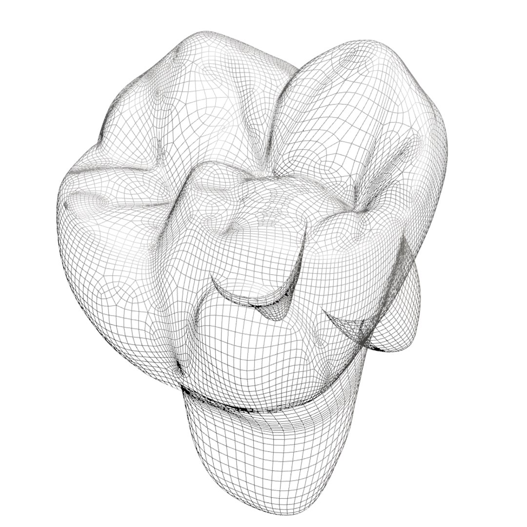 3d model of molar https://p.turbosquid.com/ts-thumb/H7/CPWtbJ/Dq6IvHZP/166/jpg/1444404977/1920x1080/fit_q87/8127765fbf298f6349bf0d6e55871b9542c0a5fe/166.jpg