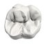 Primer molar superior