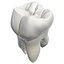 Primer molar superior