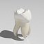 Primer molar superior