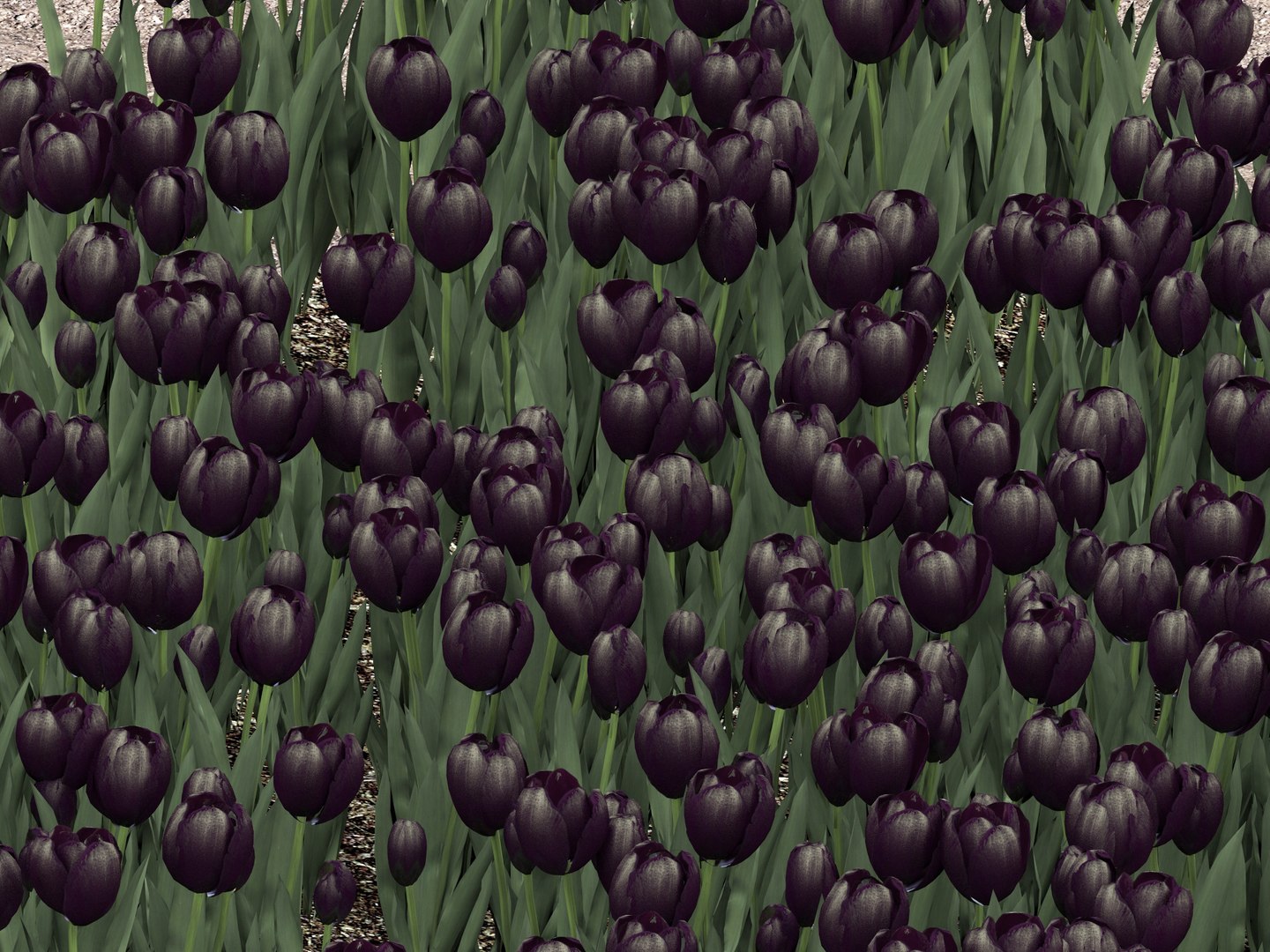 bed black tulips 3D model https://p.turbosquid.com/ts-thumb/H7/PA9jVa/BMyZME7b/backtulp8/jpg/1553911819/1920x1080/fit_q87/67ce1fc4157752e2c7199d0b80b1016b91d11e1d/backtulp8.jpg
