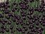 a bed of black tulips