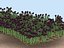 a bed of black tulips