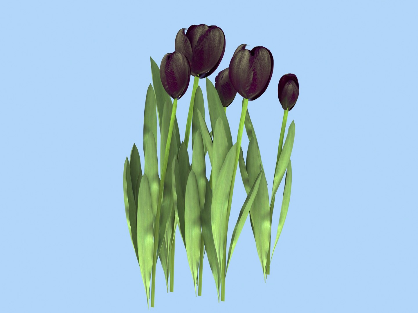 bed black tulips 3D model https://p.turbosquid.com/ts-thumb/H7/PA9jVa/pOwwQErt/backtulp4/jpg/1522244242/1920x1080/fit_q87/e9b691fa1dc1512e0b7a512176be7522142078d9/backtulp4.jpg