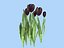 a bed of black tulips