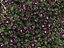 a bed of black tulips