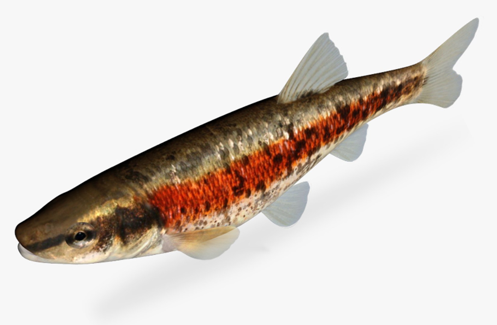 Dace Collection 3D Model - TurboSquid 1816826