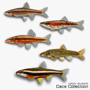 Dace Collection 3D model