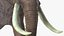 3D african elephant walking animal model