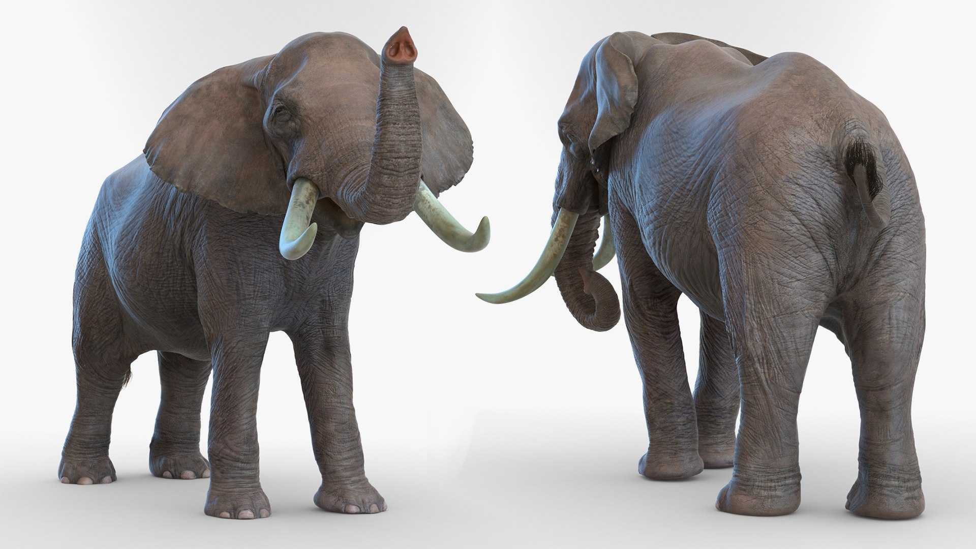 3D African Elephant Walking Animal Model - TurboSquid 1451500