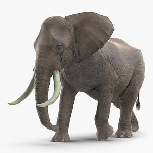 Animated Elephant Walking Fur Rigged