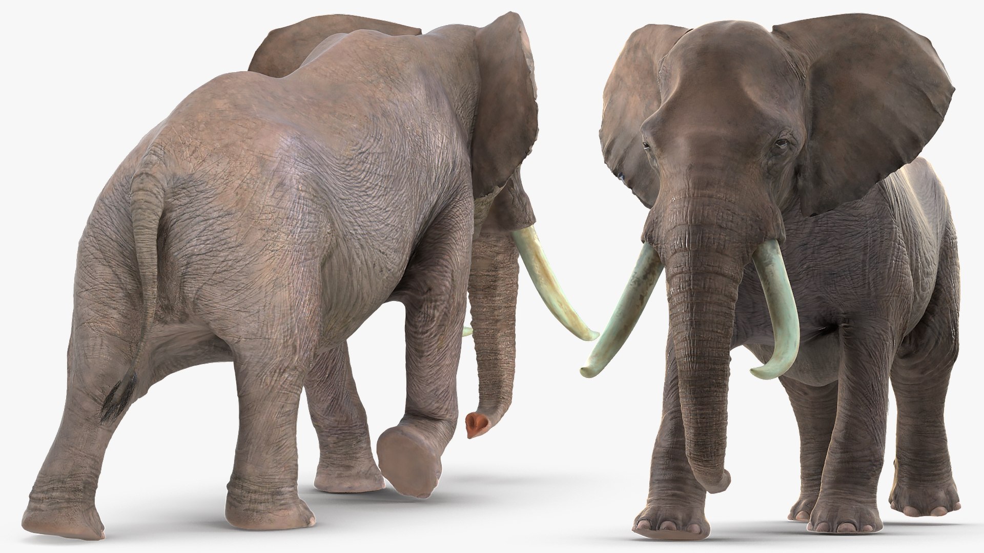 3D African Elephant Walking Animal Model - TurboSquid 1451500