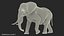 3D african elephant walking animal model