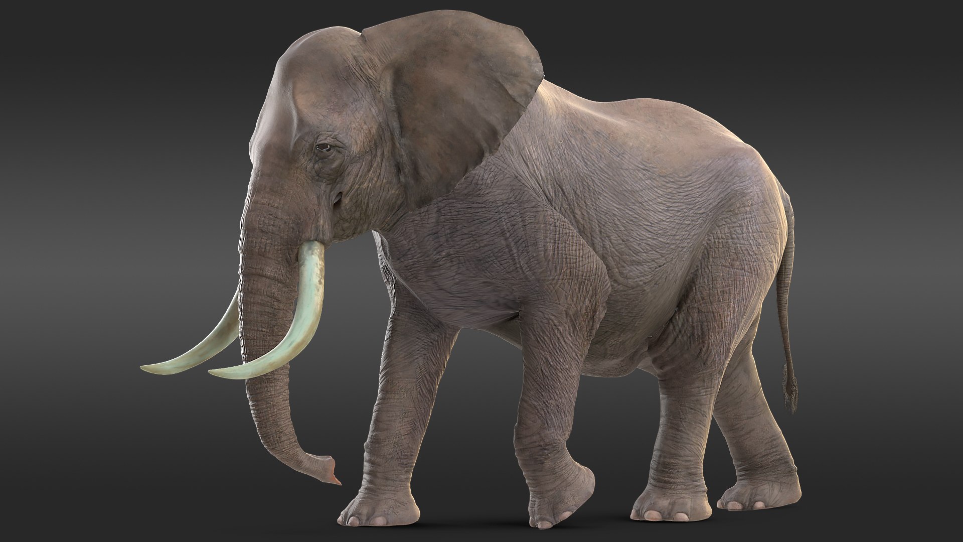 Animated Elephant Walking Fur Rigged 3D model preview