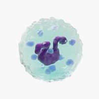 Basophil