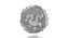 Basophil